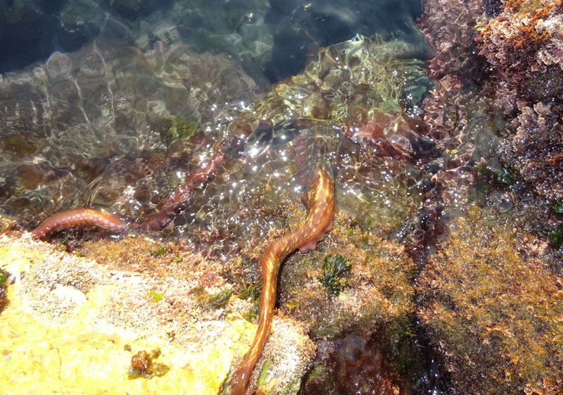 Octopodidae: cfr. Octopus macropus